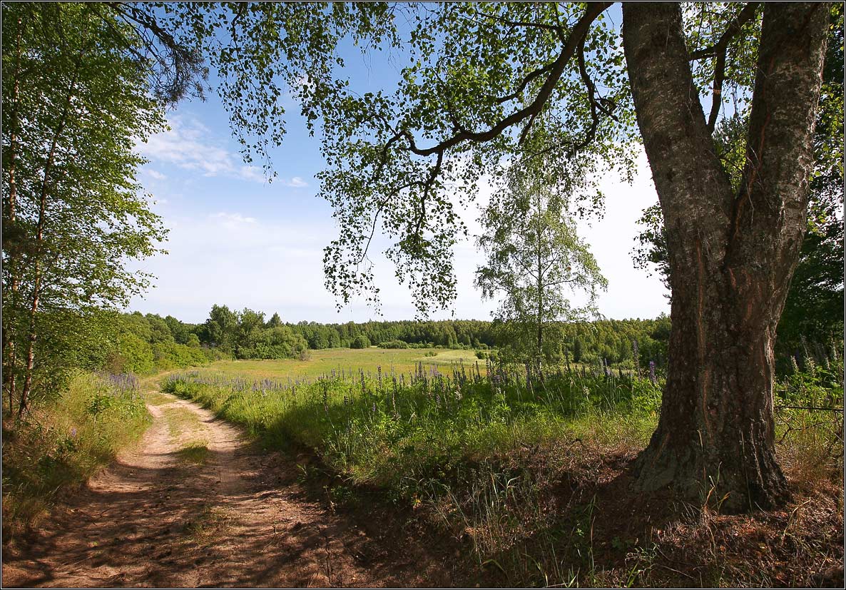 Своей дорогой