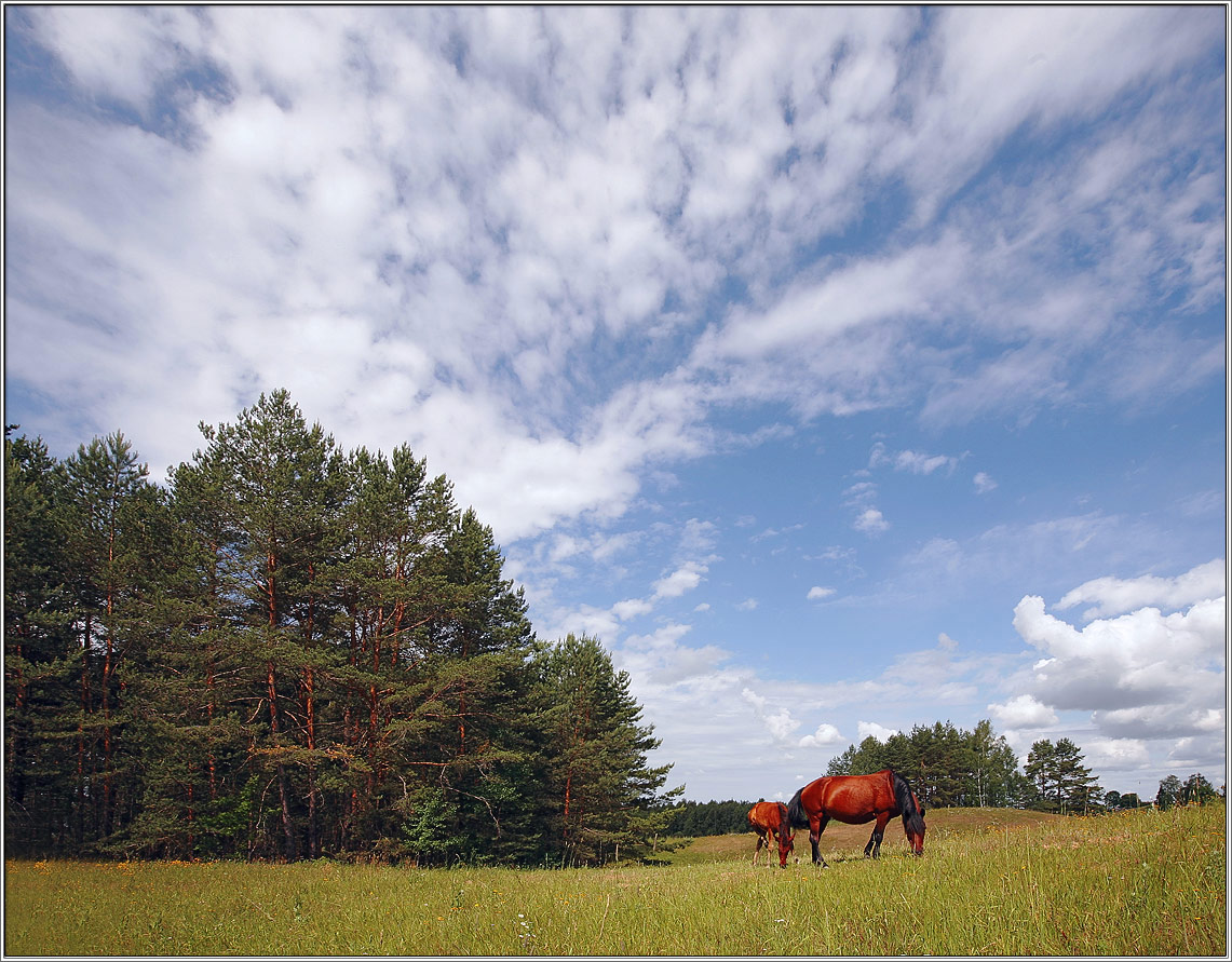 Где-то в середине  лета