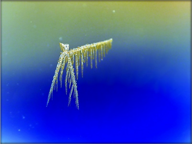 ...тут магла бы быць вашая назва