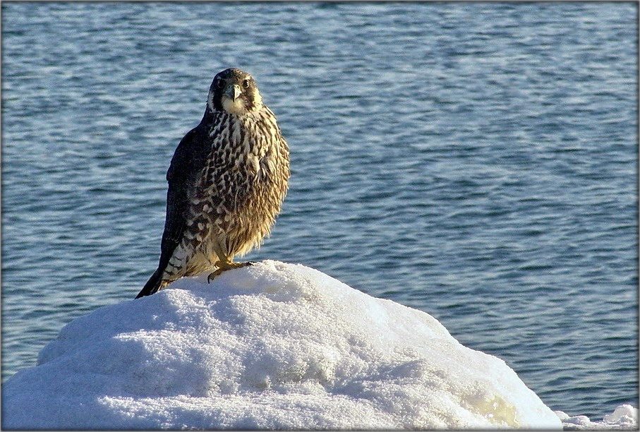 вочы ў вочы