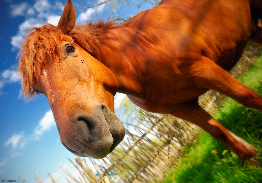 ...летняя лошадк0