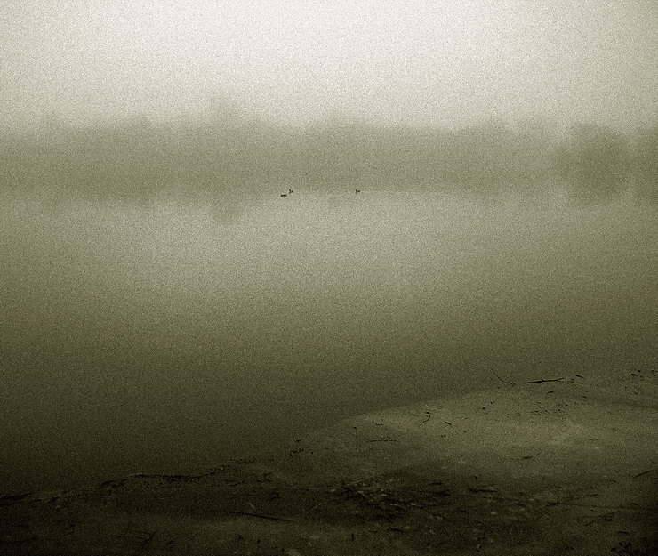 утки в тумане