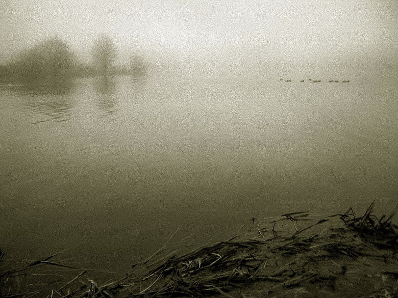 утки в тумане 2
