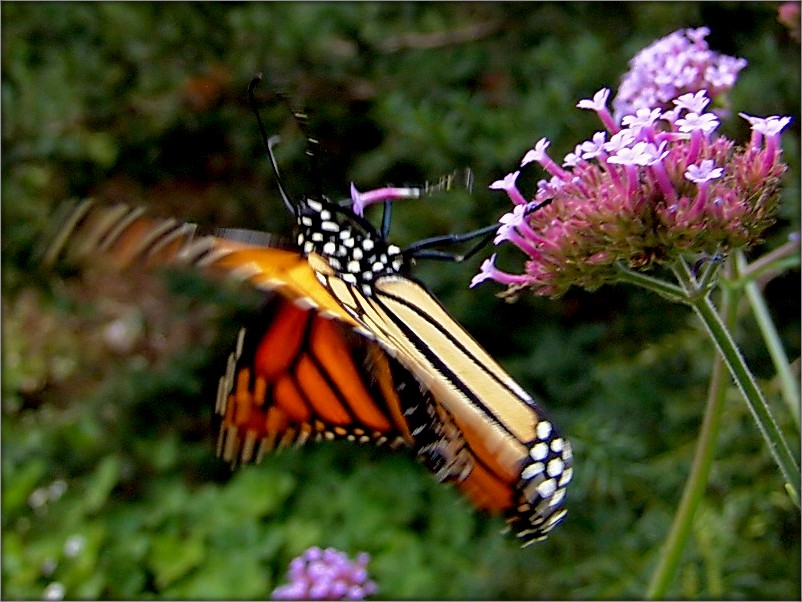 а квецік-та я ў вас скрала!