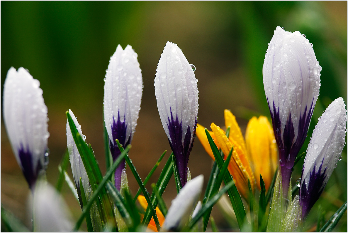 Групповой   портрет