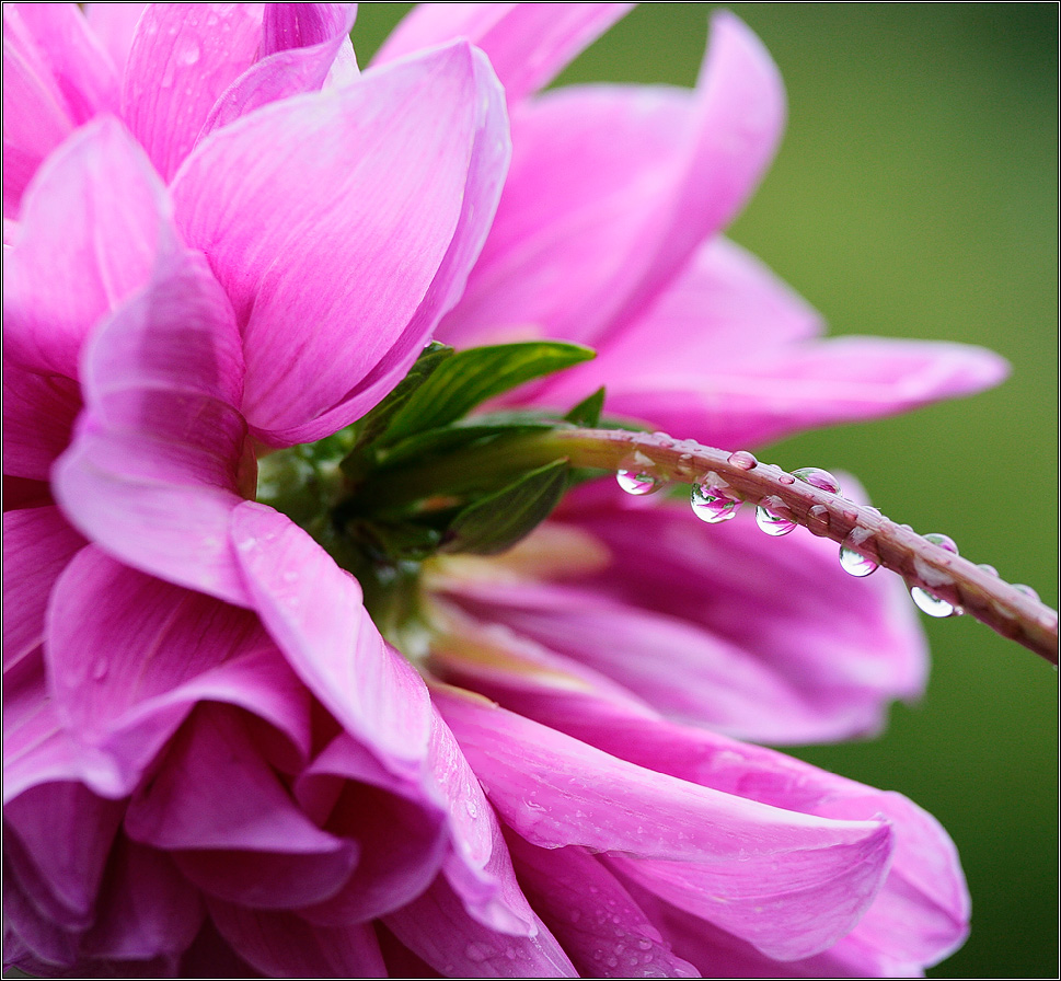 Георгиновые  слезы