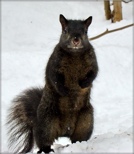 аб складанасьцях здымкі чорнага на белым