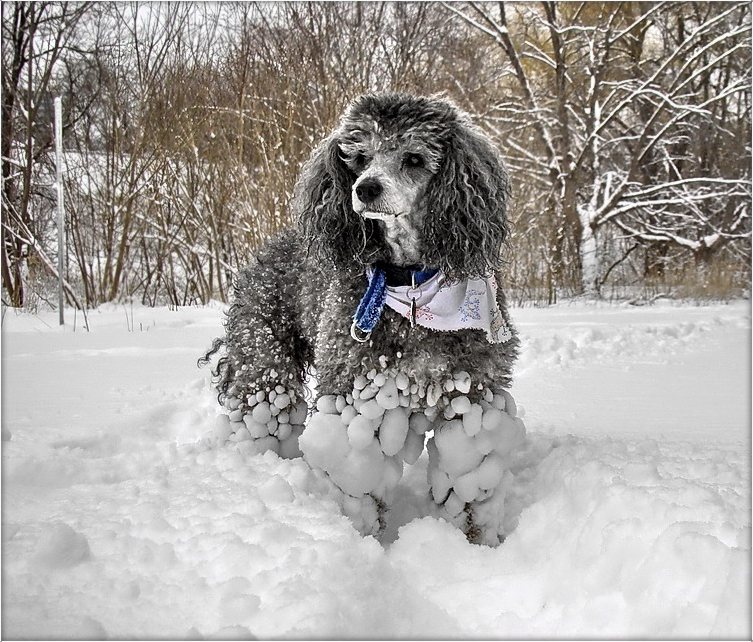 новы строй караля