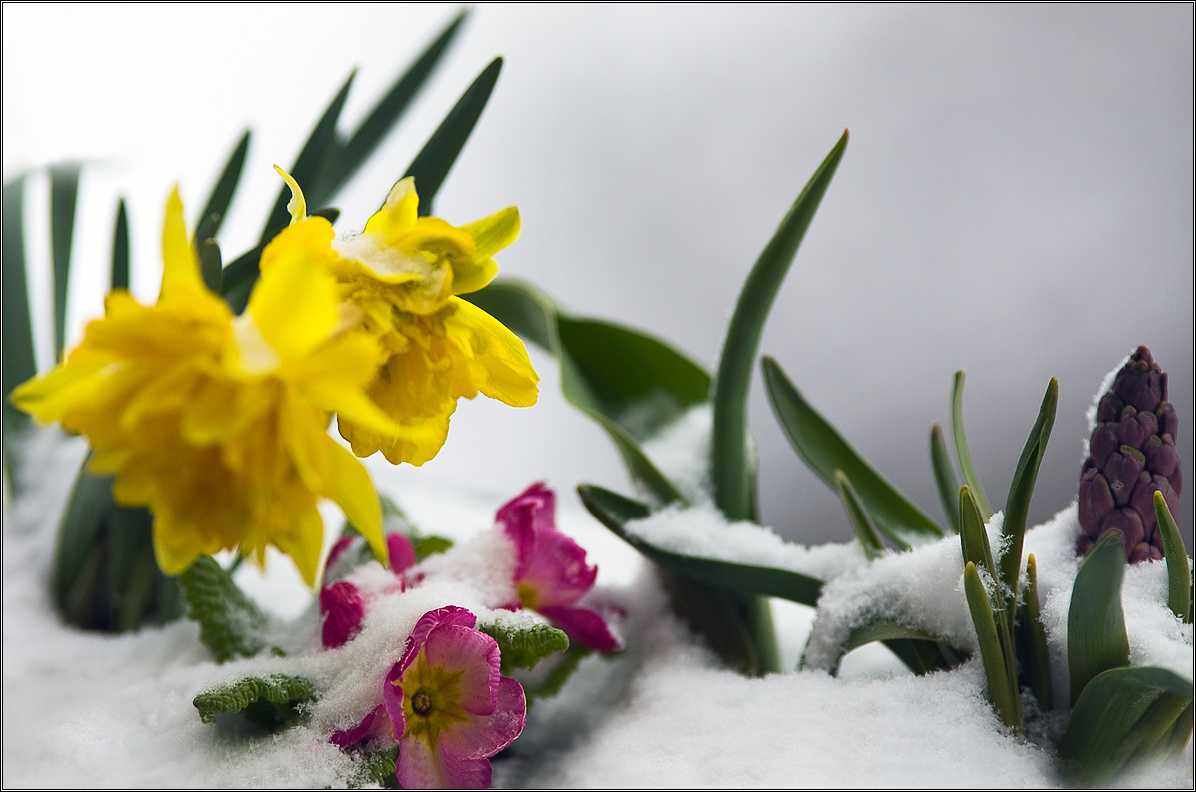 Рано вылезли  или поздний снег