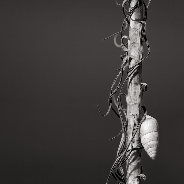 Портрет со Стеблем