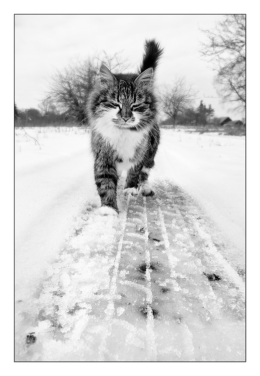 весенняя котофота