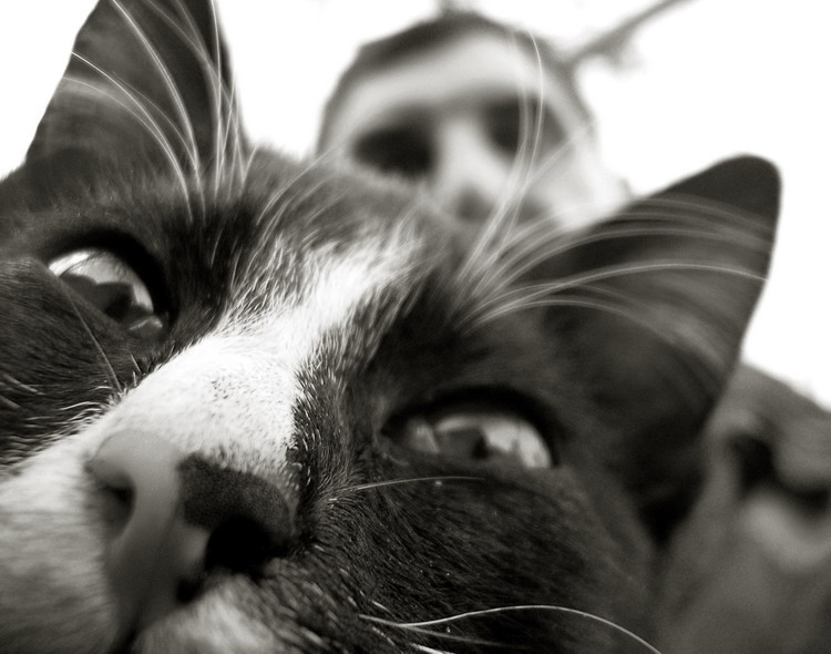 человек и кошка