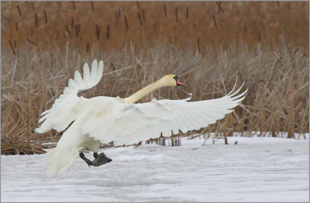 дирижер камышового оркестра