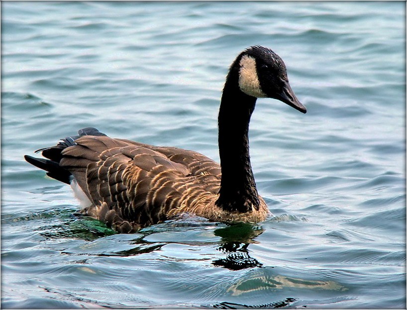 партрэт на купюры