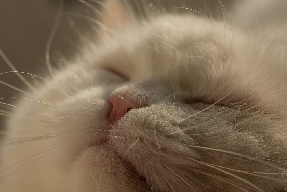 портрет кайфа с зажмуренными глазками