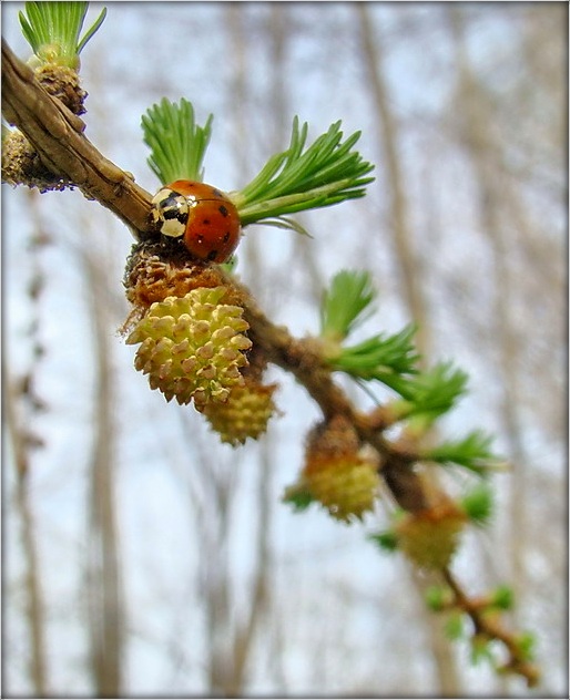 пра божую казурку
