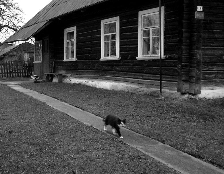 про кошку, что ходит по дорожке.