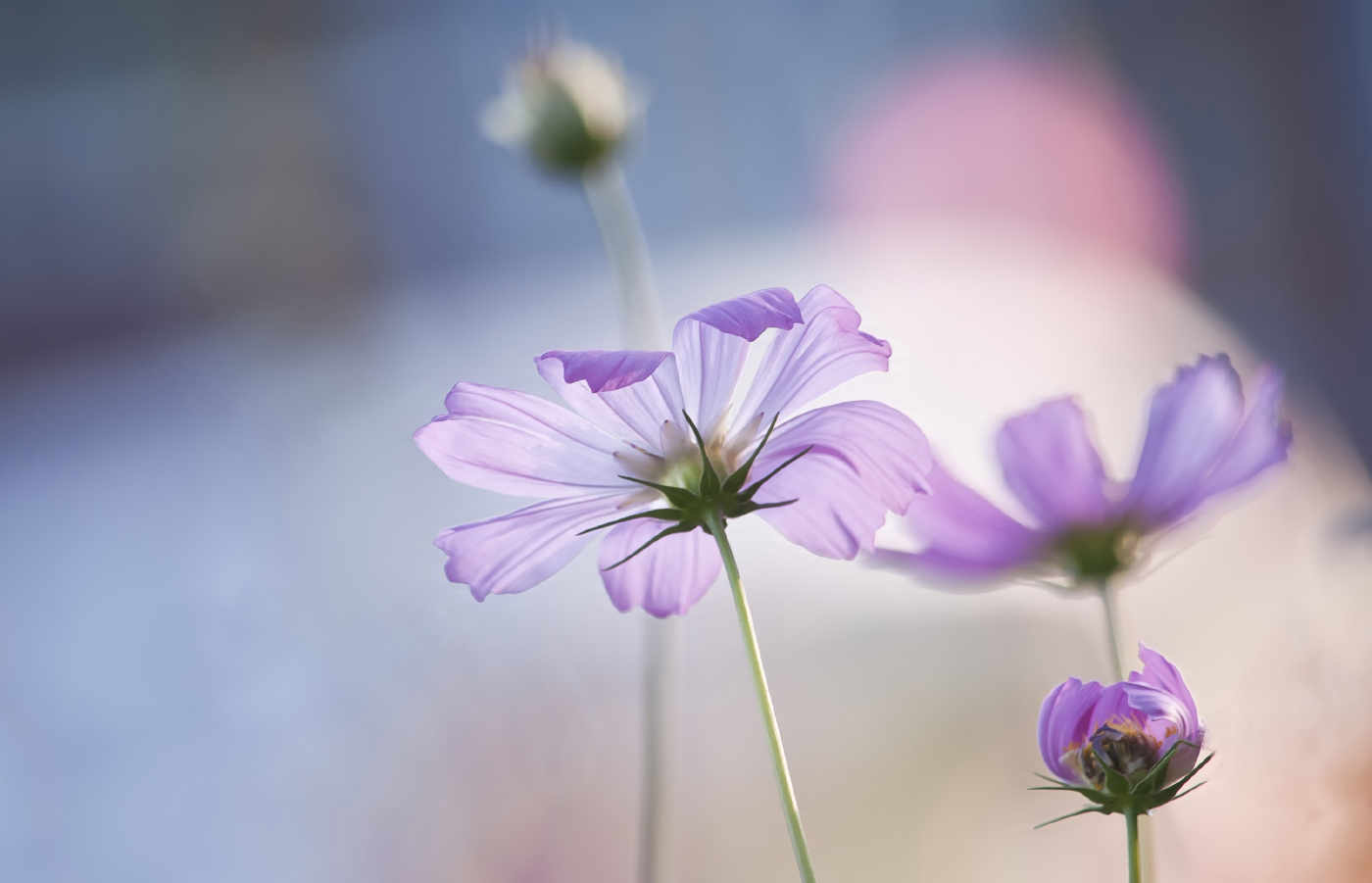 Космеи танец невесомен...