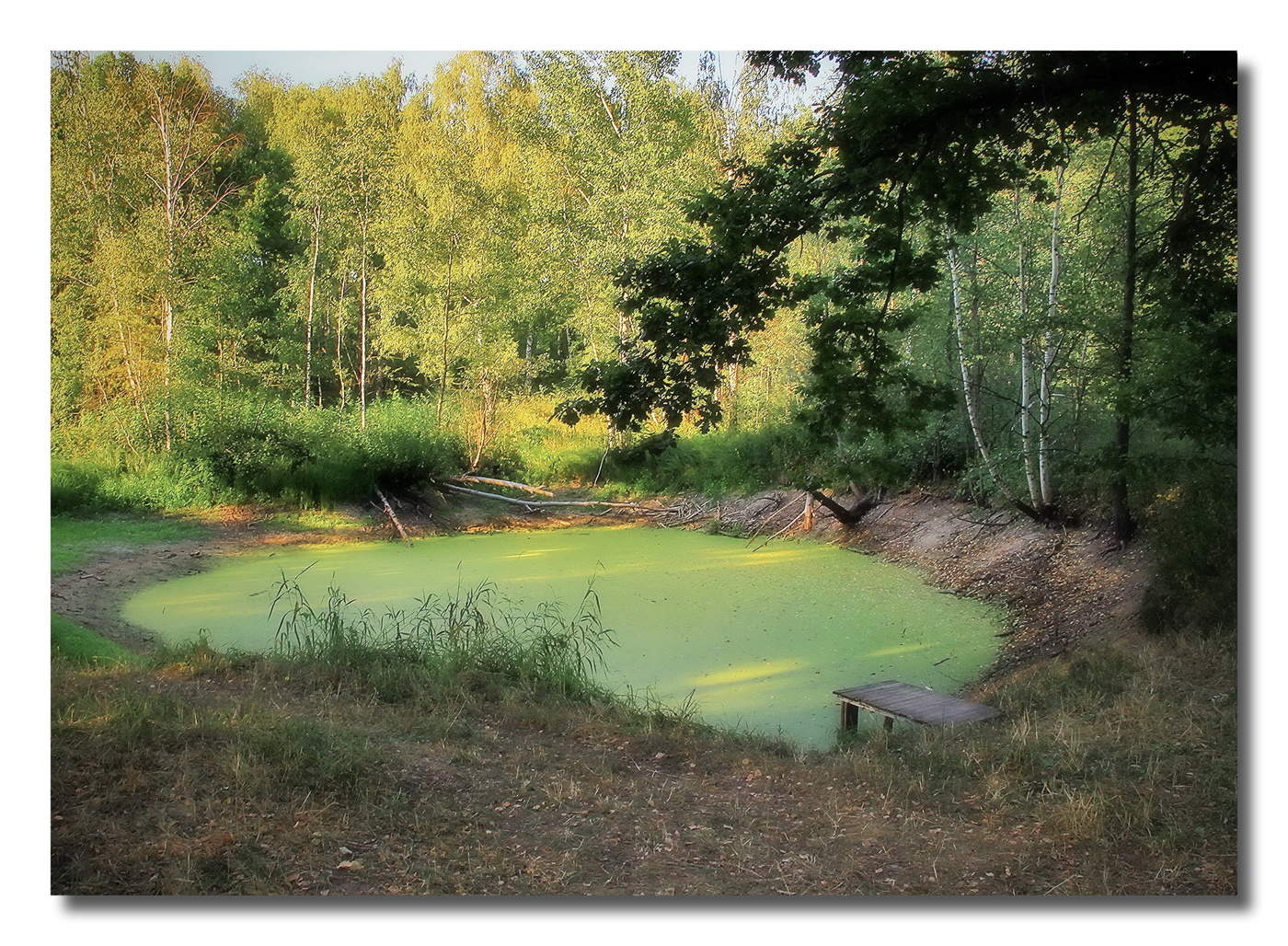 зелёный пруд