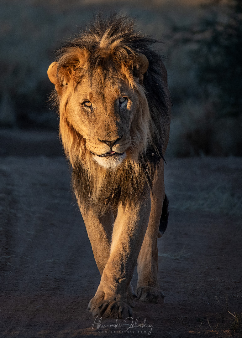 На вечерней прогулке