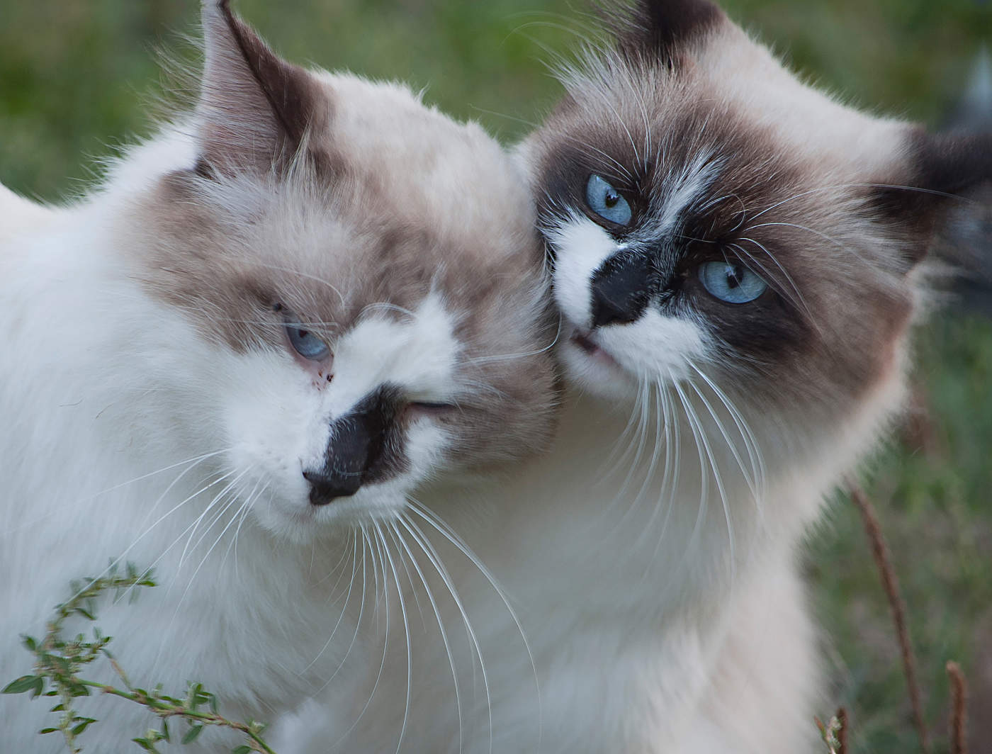 Семейный портрет.