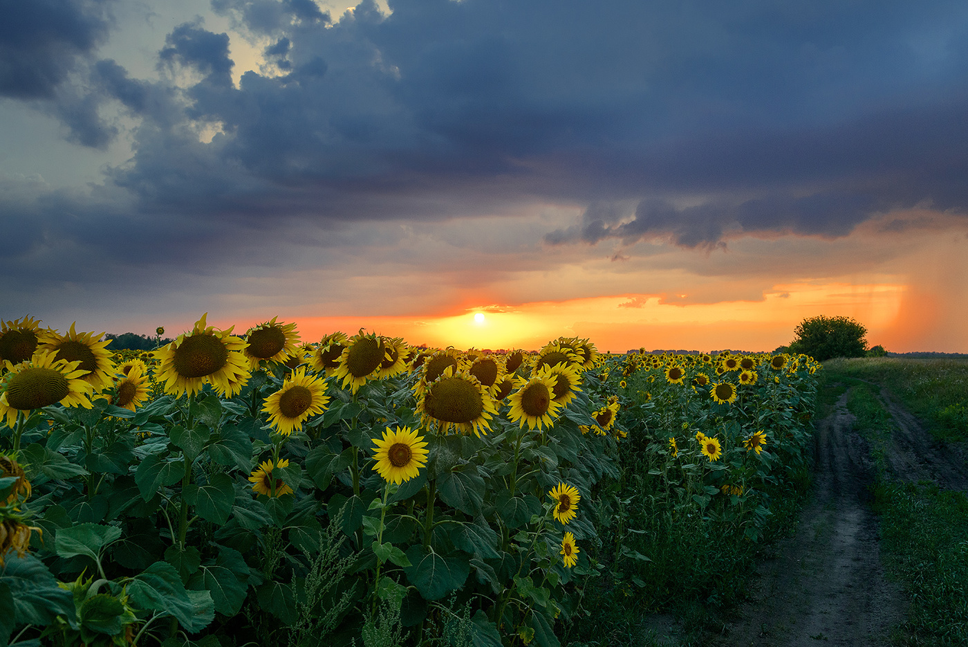 Подсолнухи... (2)