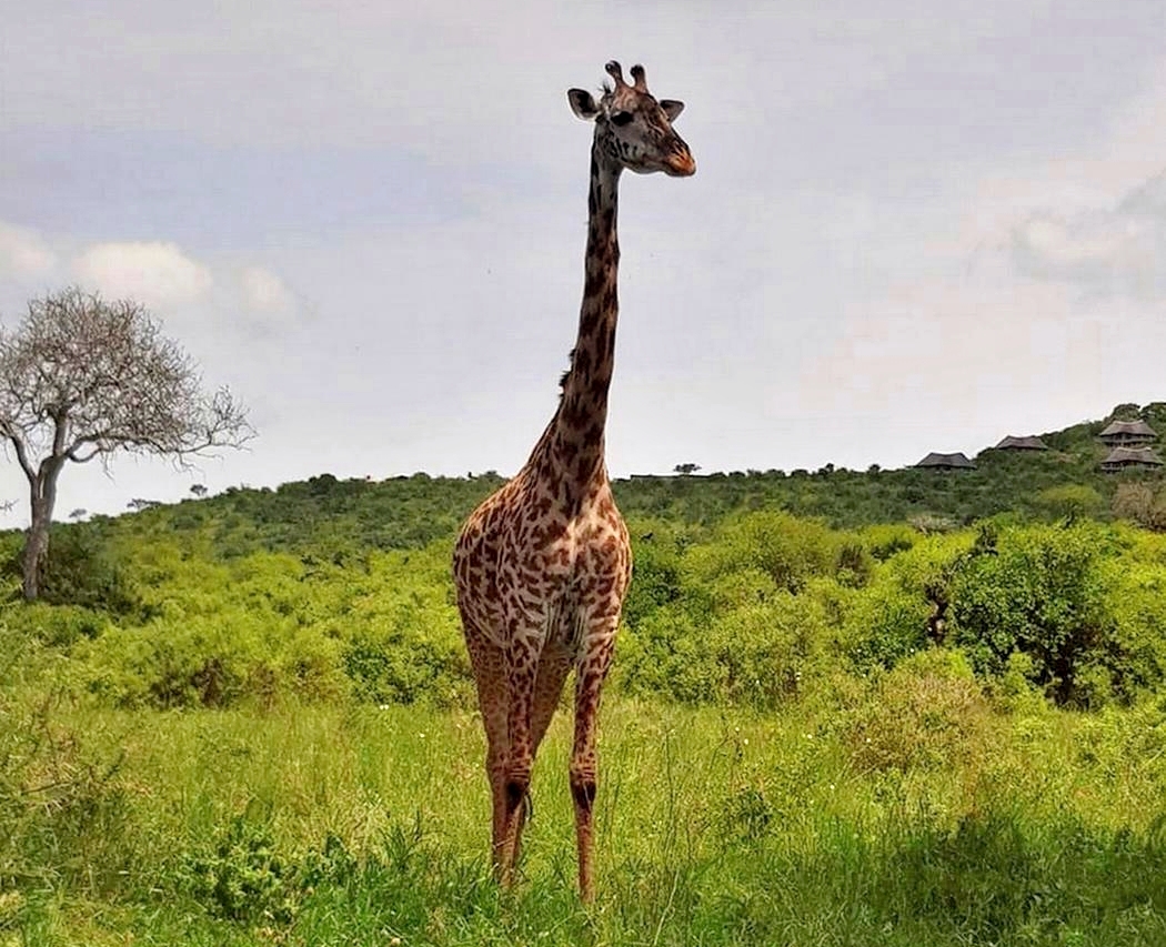 Жираф позирует