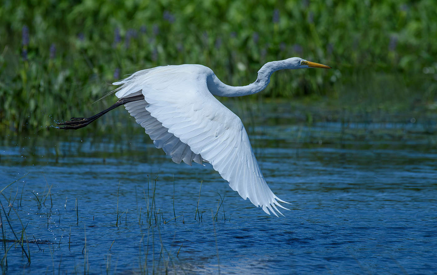 Great Egret (juvenile)