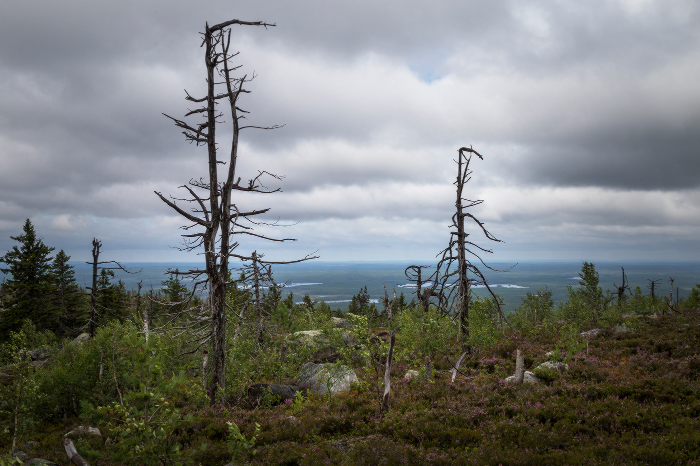 Там чудеса: там леший бродит...