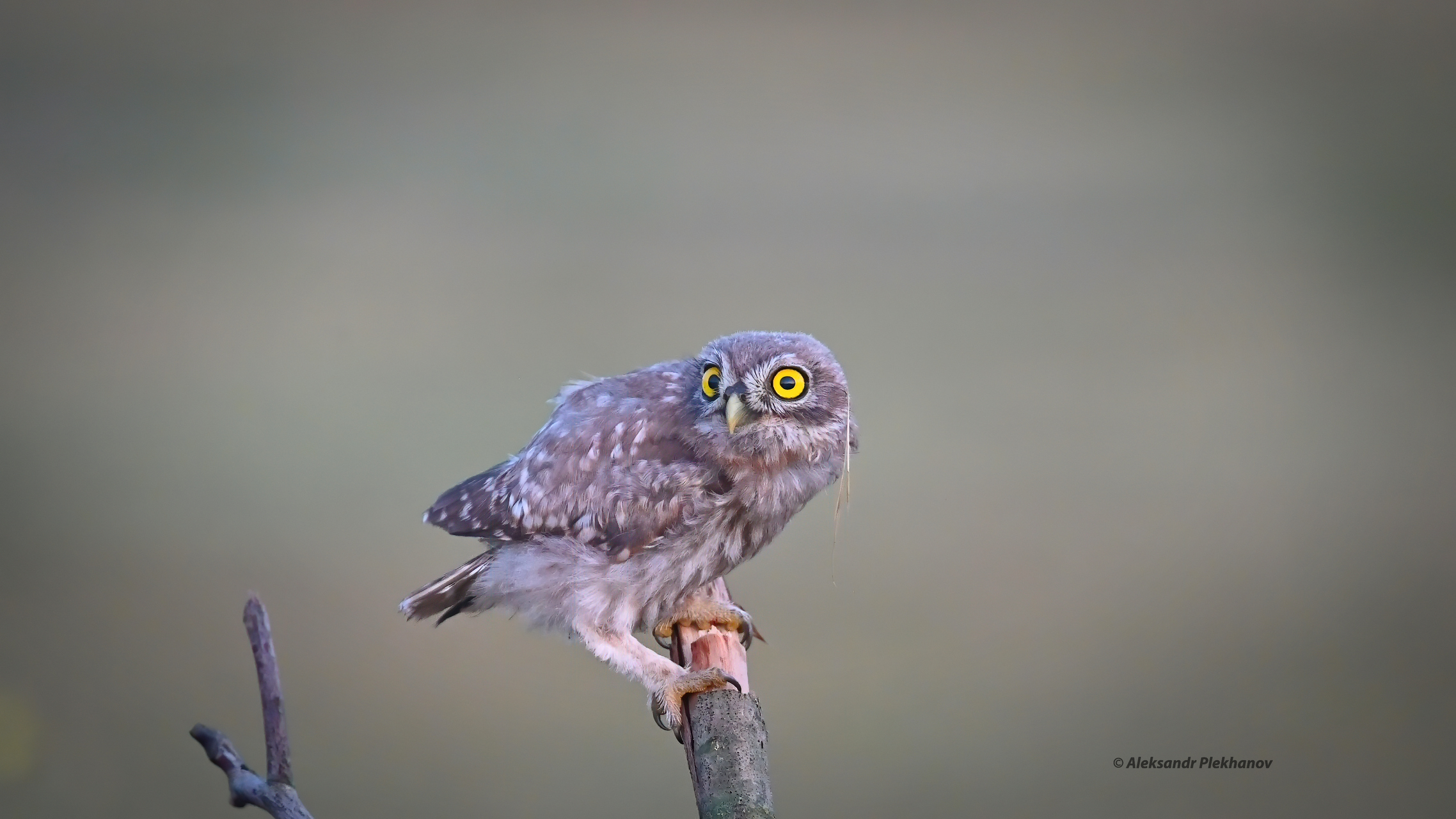 Домовой сычик , слёток