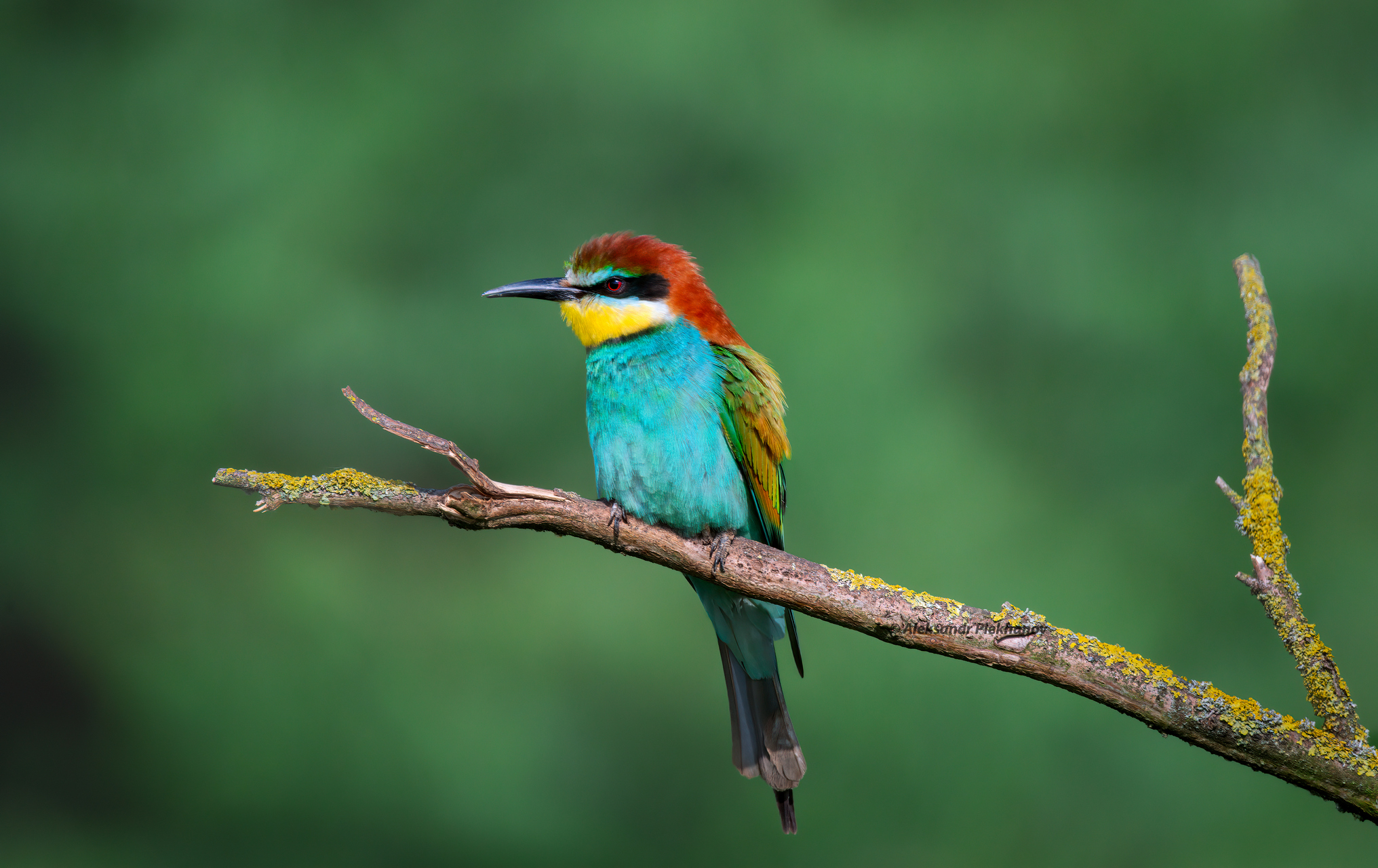 Живая природа