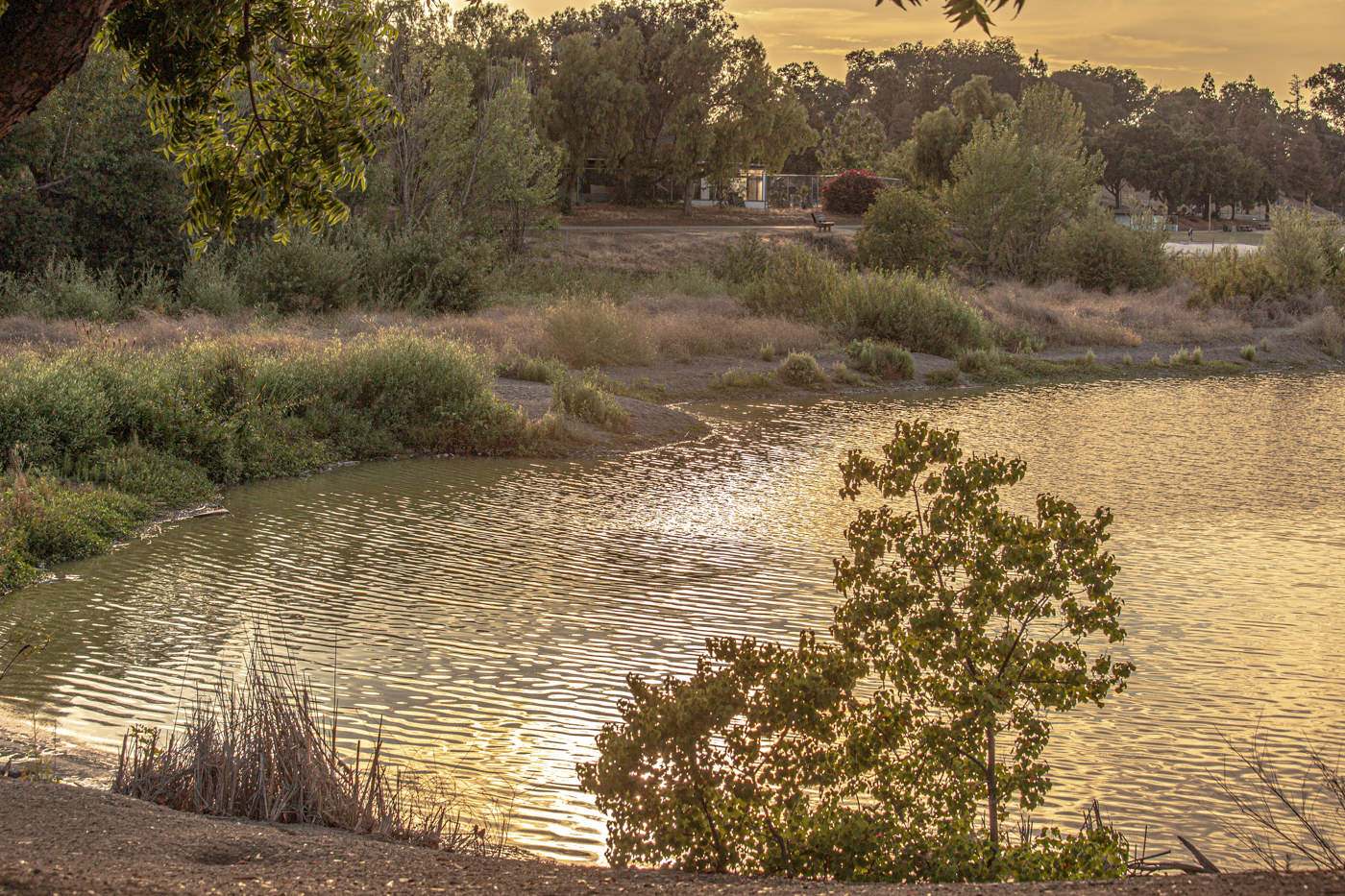 Золотой вечер