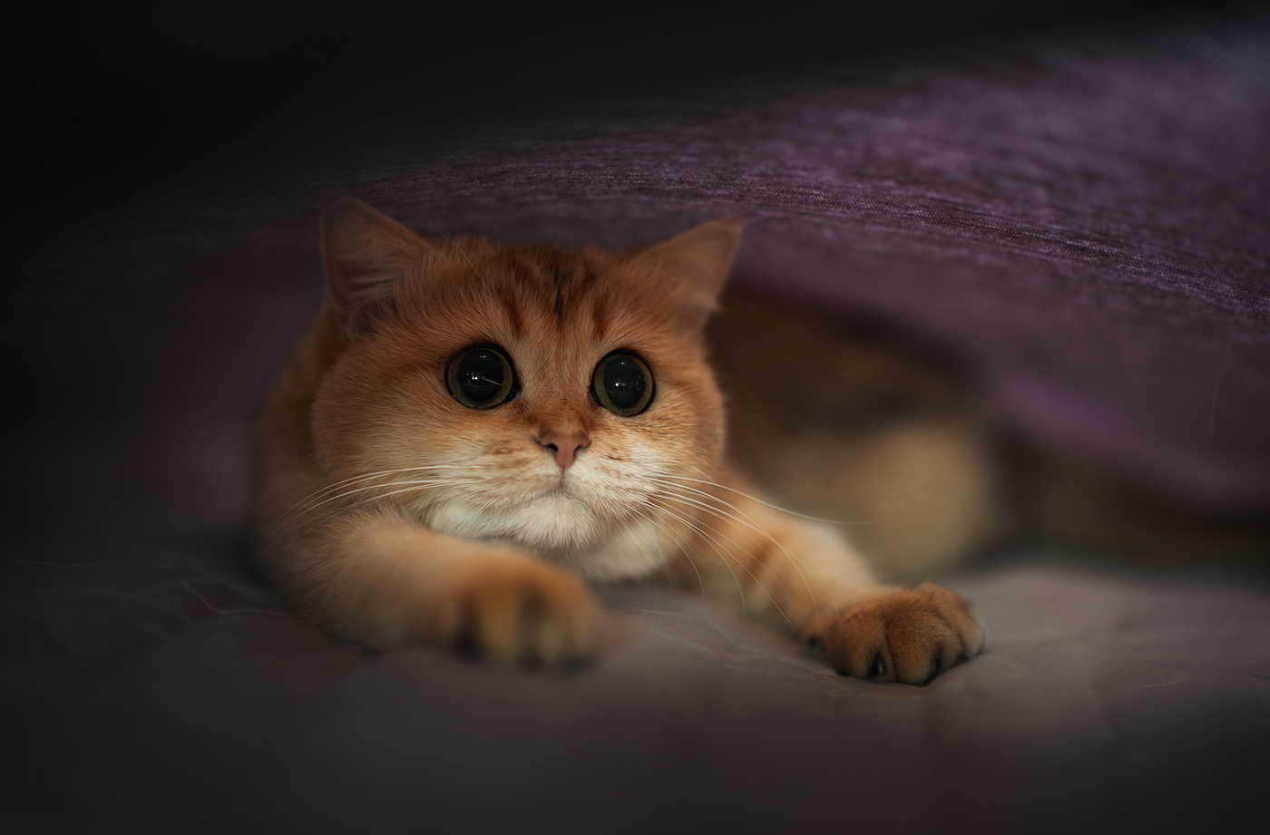 Игра в прятки..