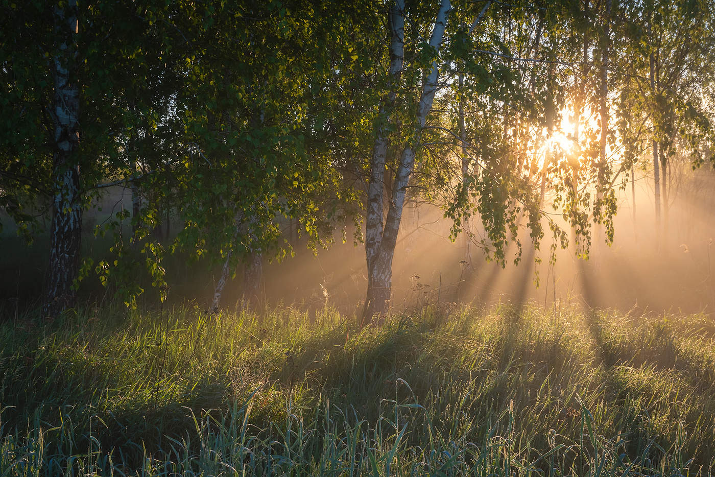Утро дарит тёплый свет