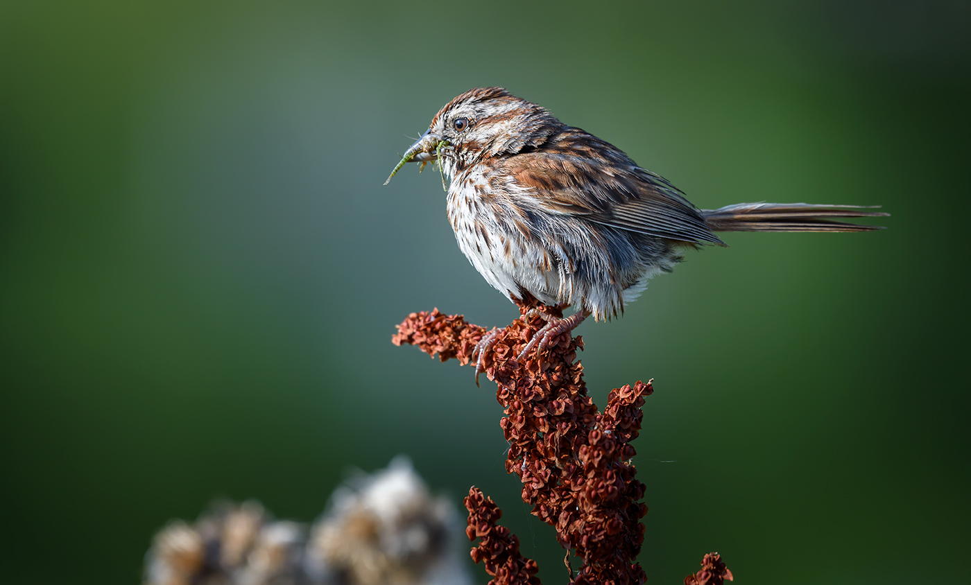 Song sparrow