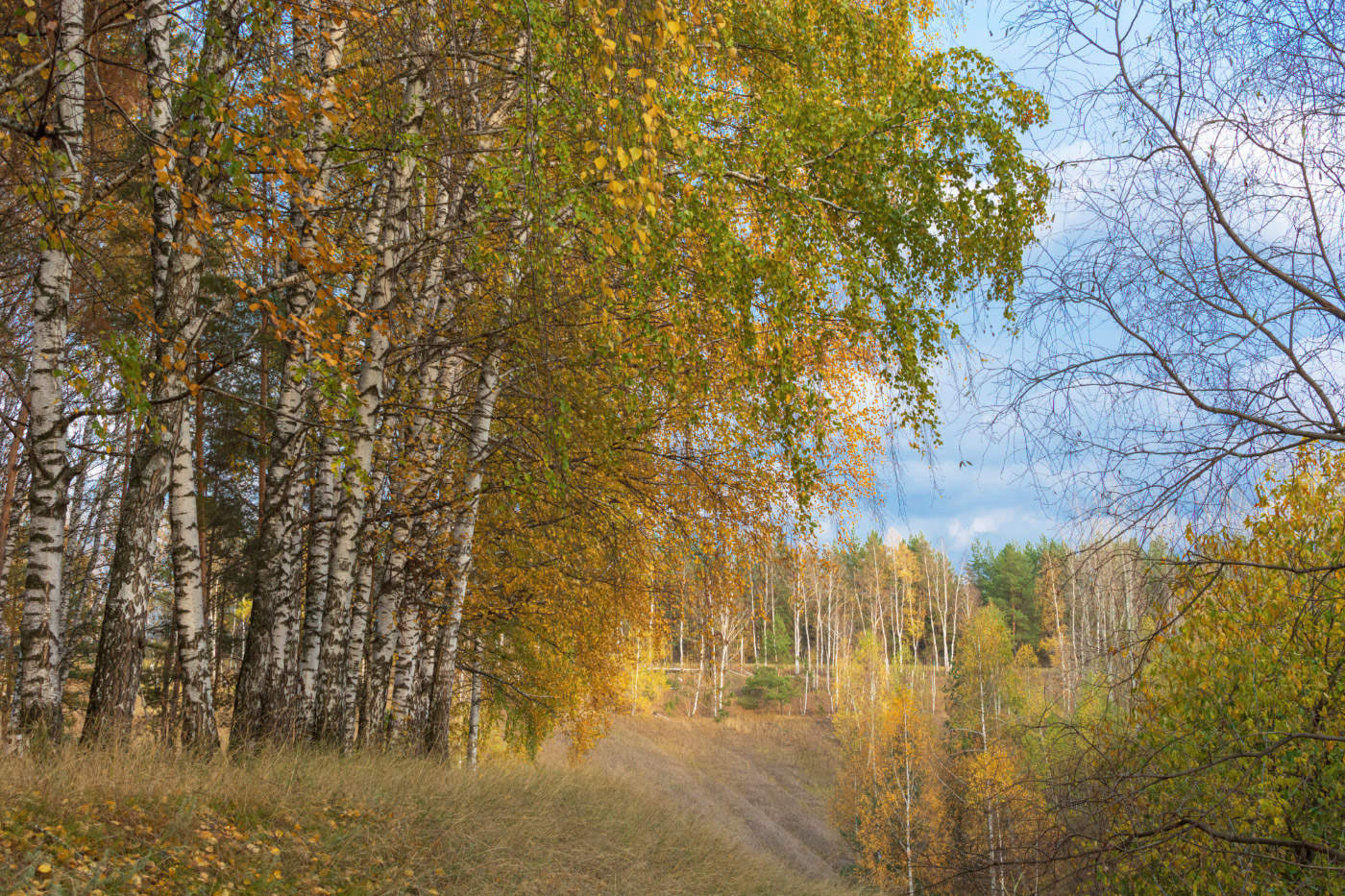 Берёз осенних островок...