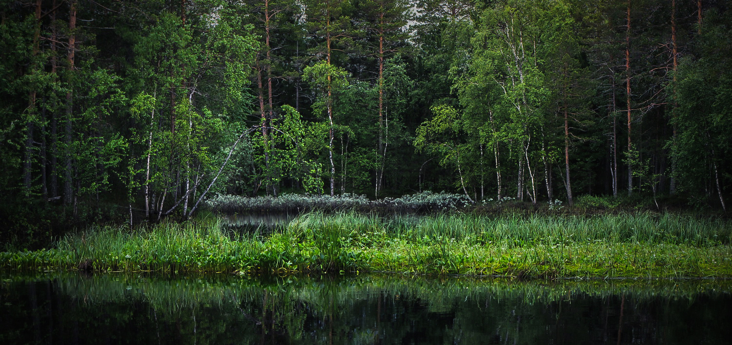 неизведанные чащи... неприступная тайга...