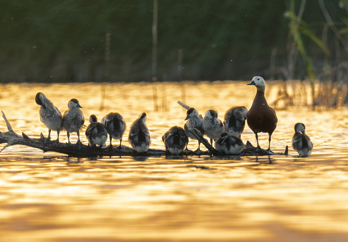 Многодетная мать