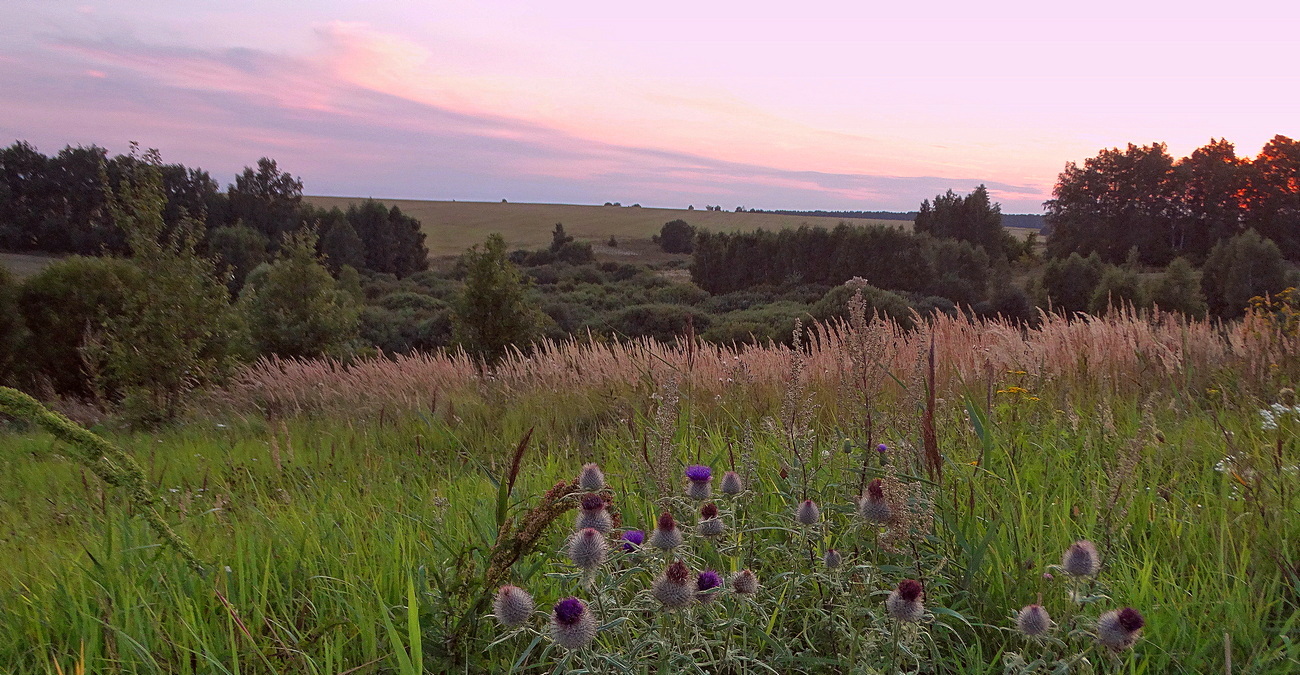 Летняя вечерняя зарисовка