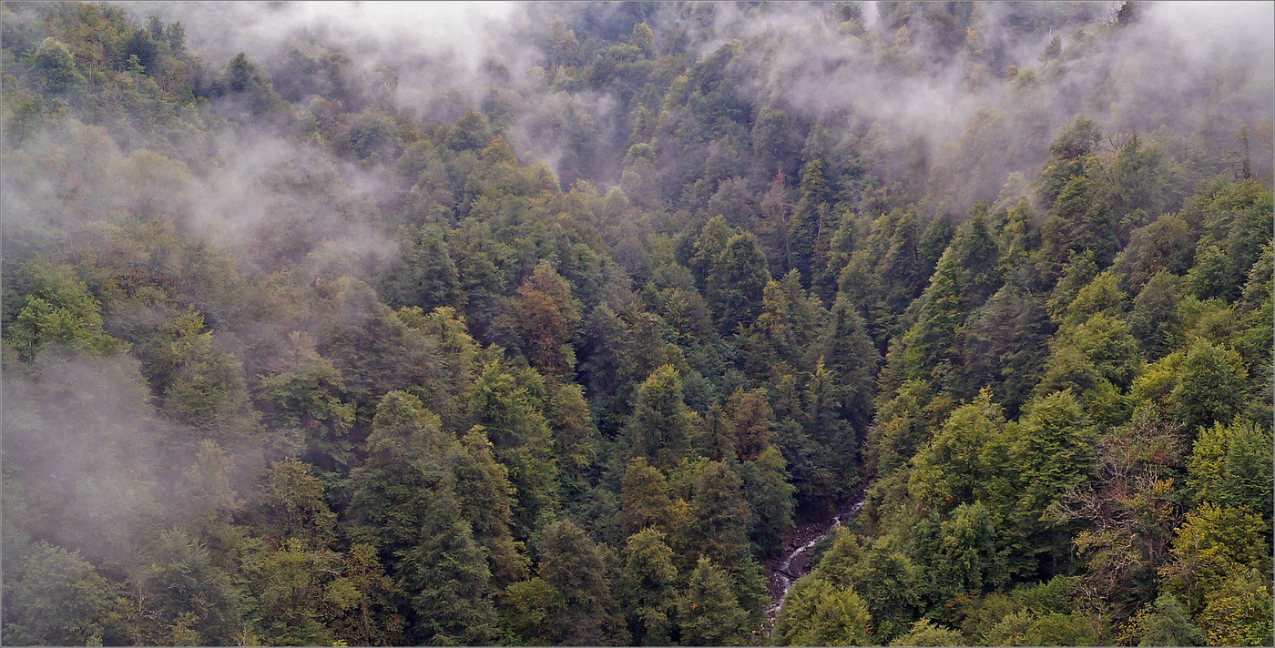 Лес. Ущелье