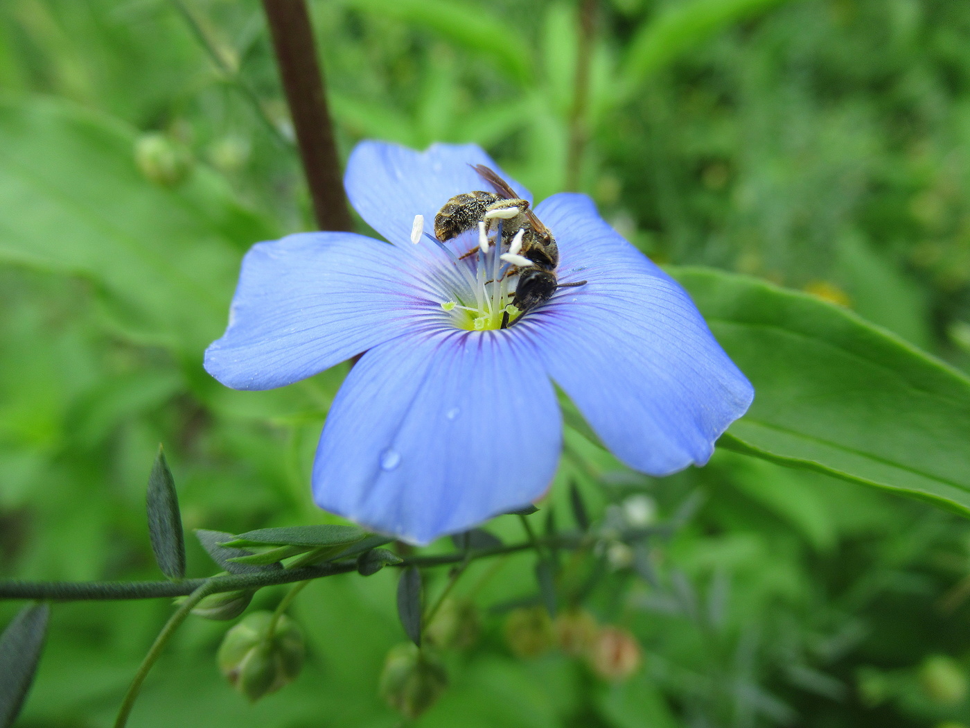Маленькая пчёлка и цветок льна