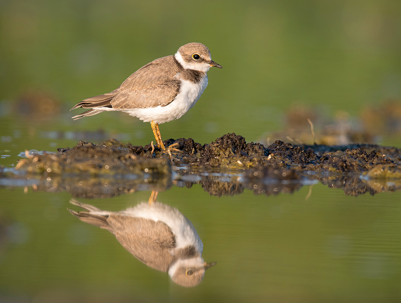 Малый зуёк со своим отражением