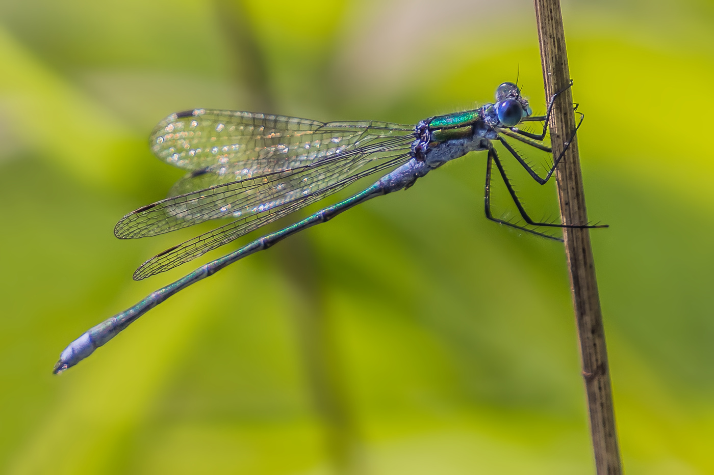 Лютка-дриада