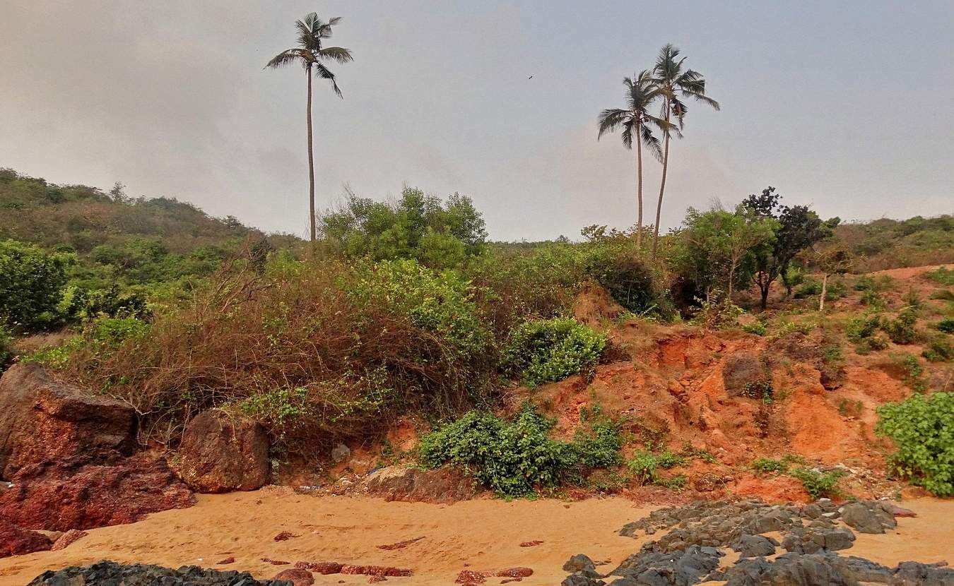 Три пальмы на просторах