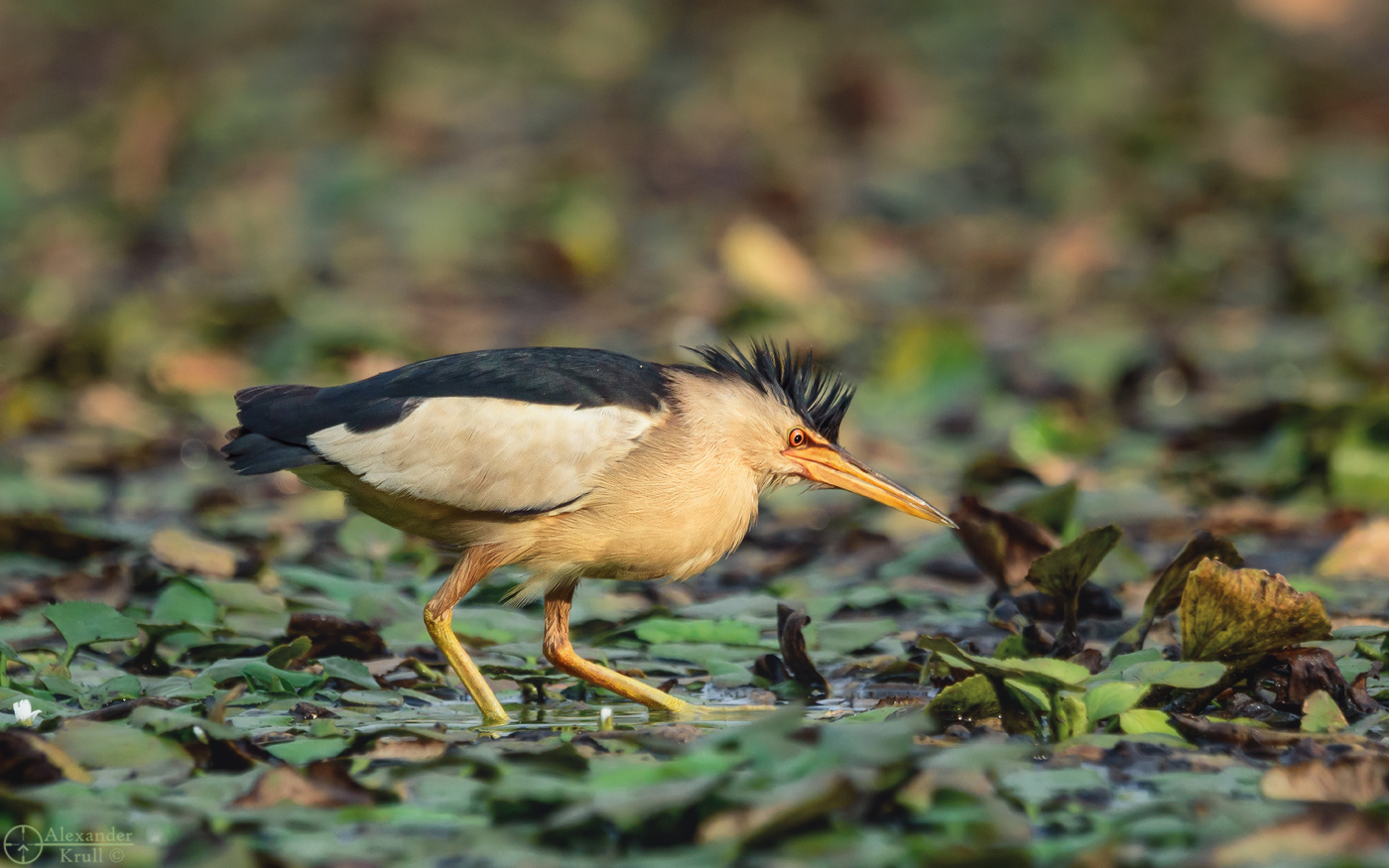 Хулиган с ирокезом...