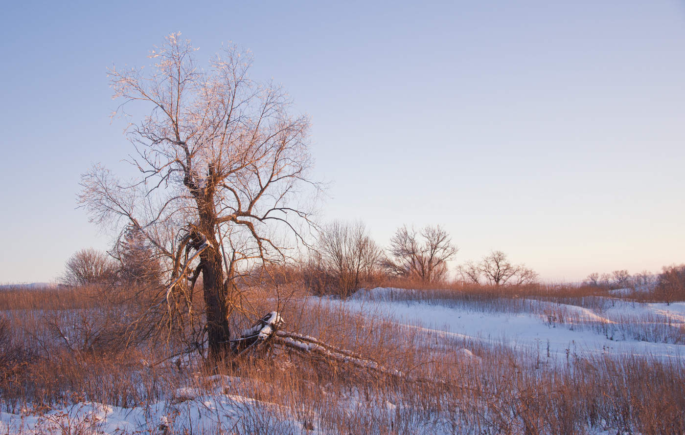 Зимой деревья спят и видят сны...