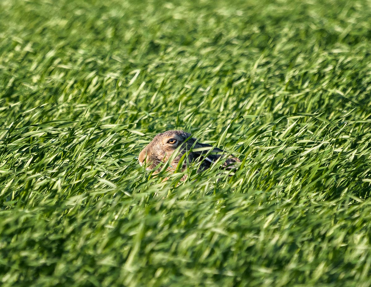 Главное - чтобы уши не торчали