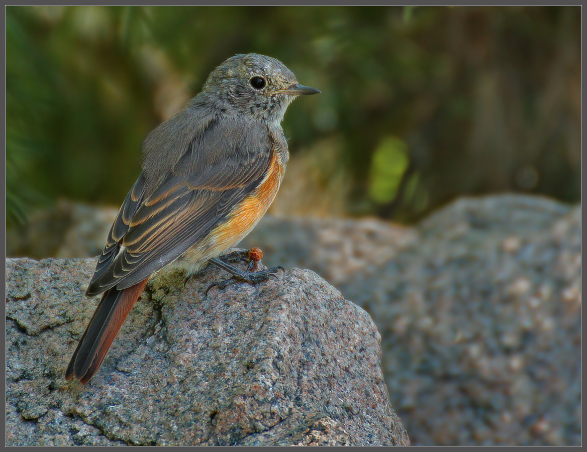 Сын горихвостки