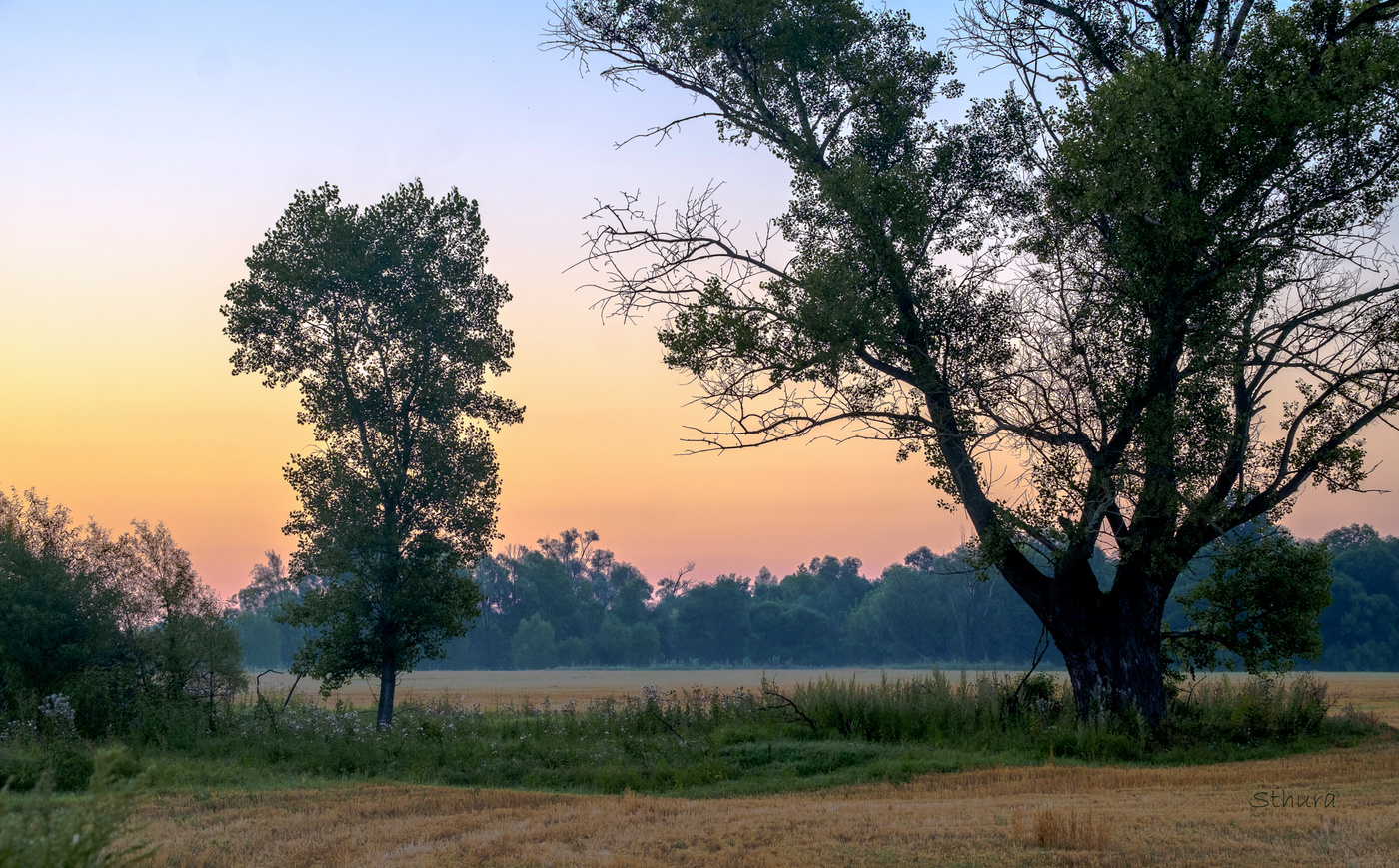 Август. Утро в поле.