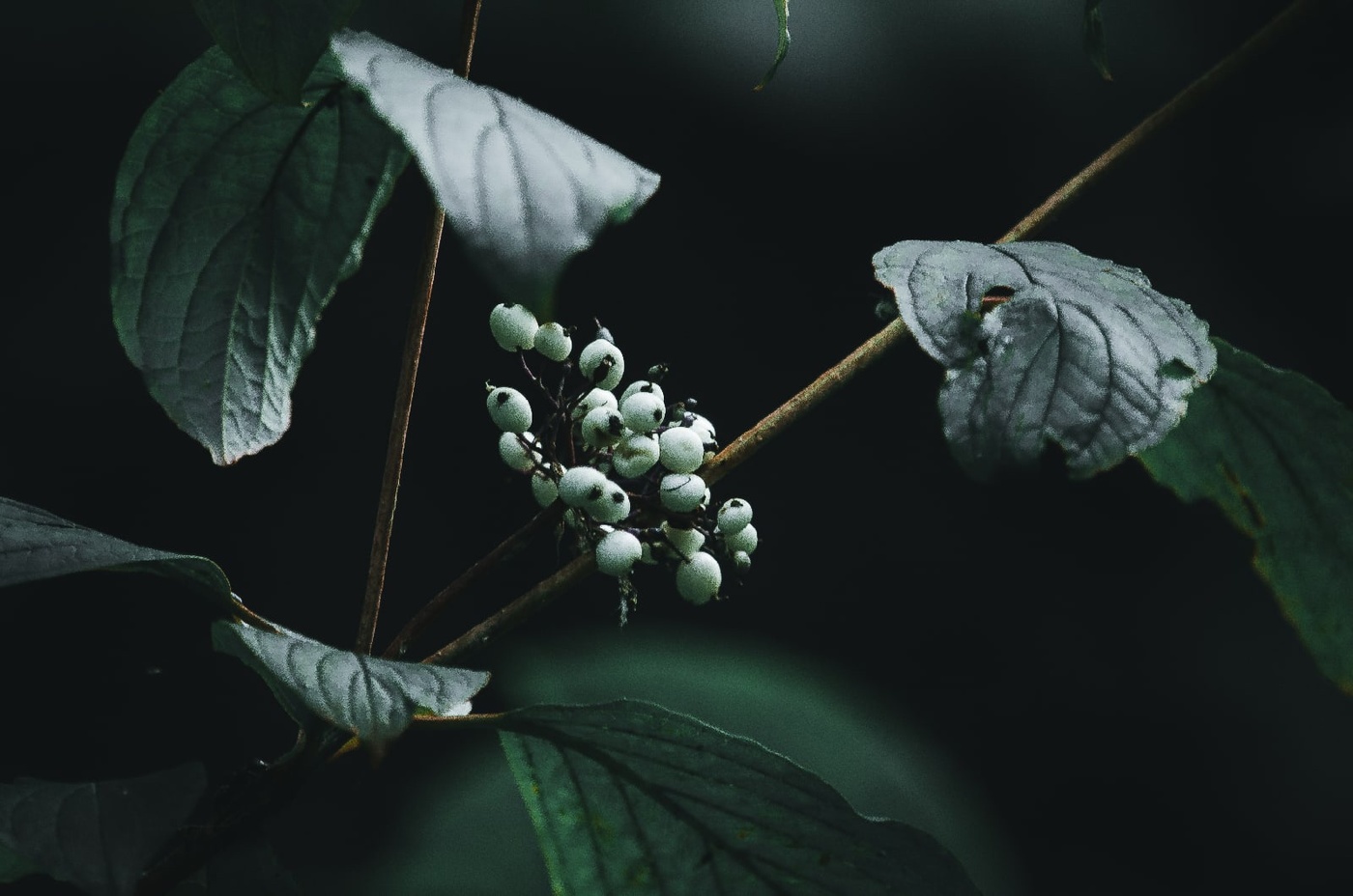 Свидина белая.